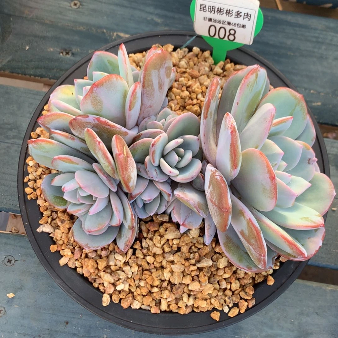 韩版奶茶8头一物一拍008