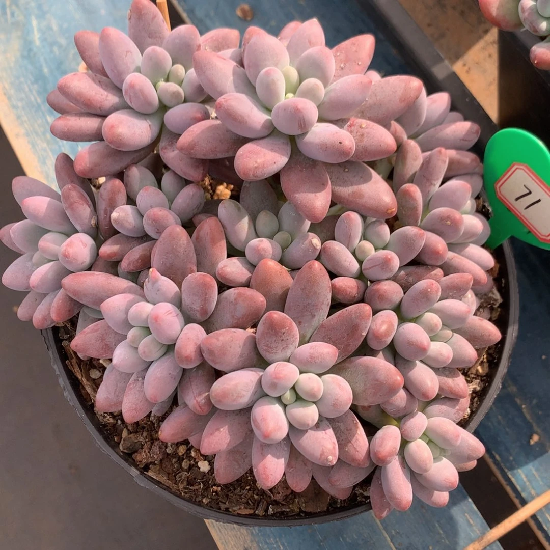 粉色恋人老桩平头一物一拍