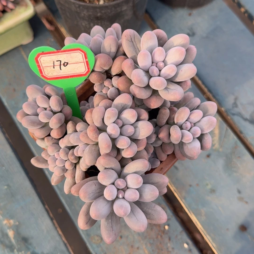 汤圆老桩一物一拍170