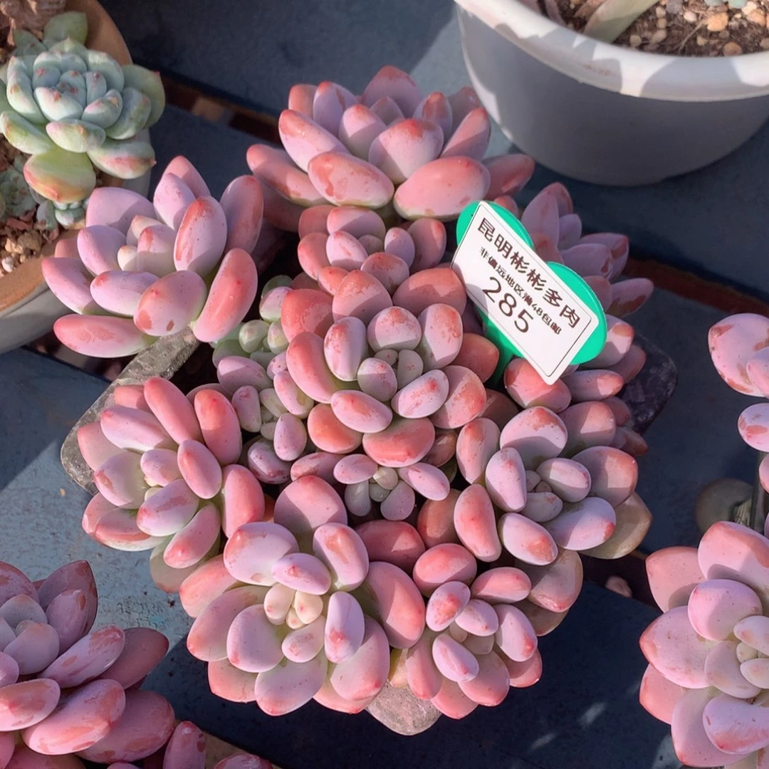 红洛神无砍老桩285