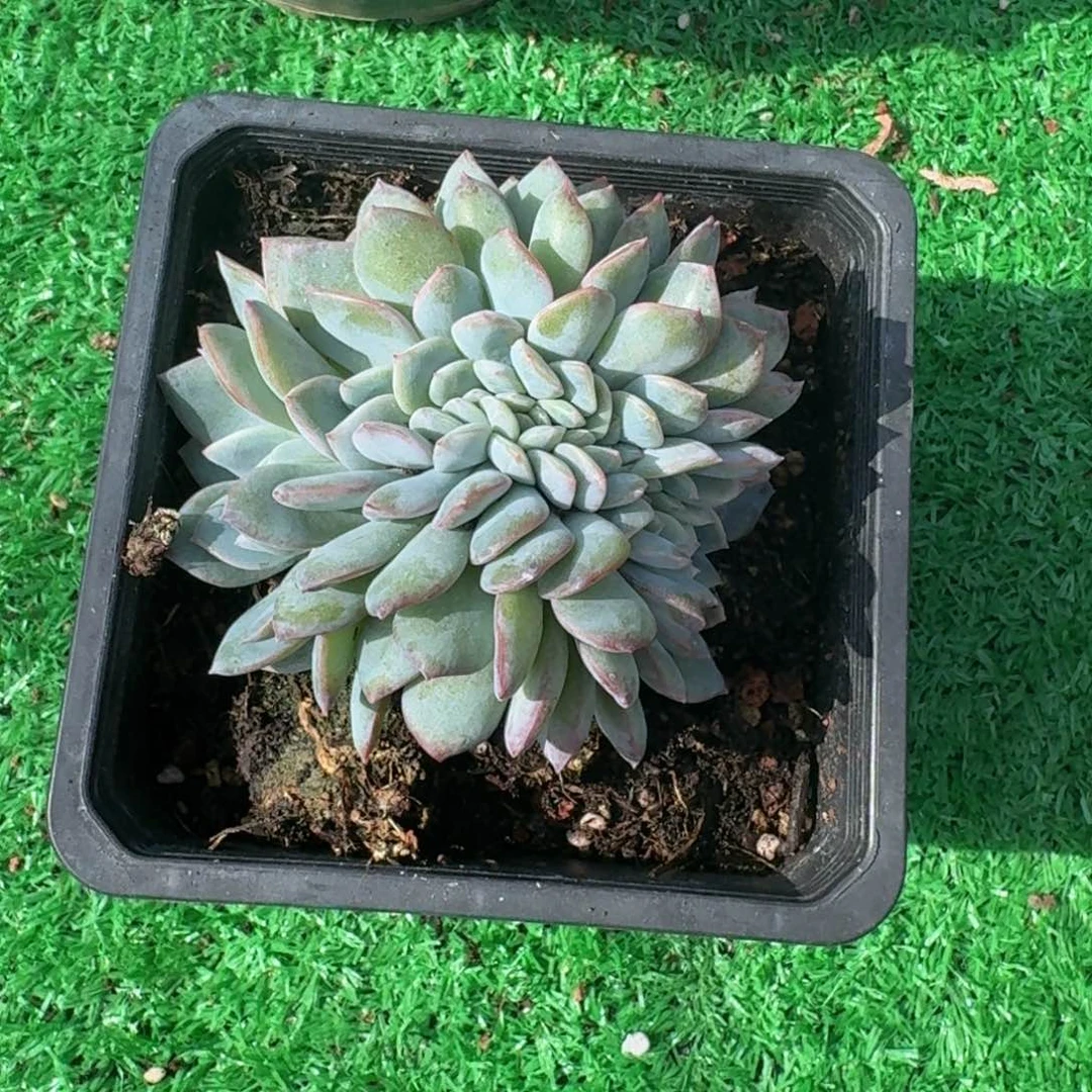 泡芙缀化老桩一物一拍