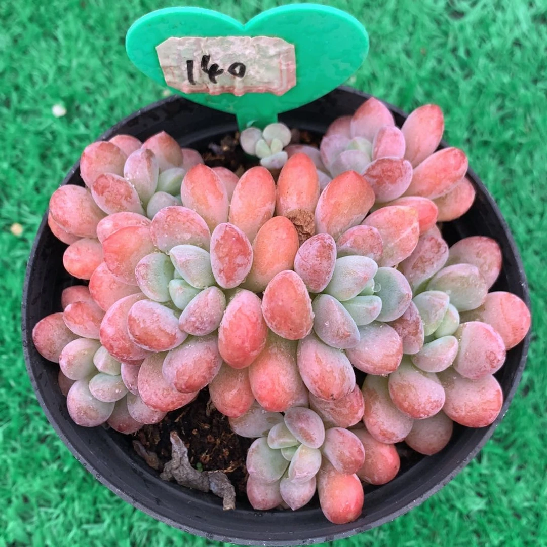 白露老桩一物一拍