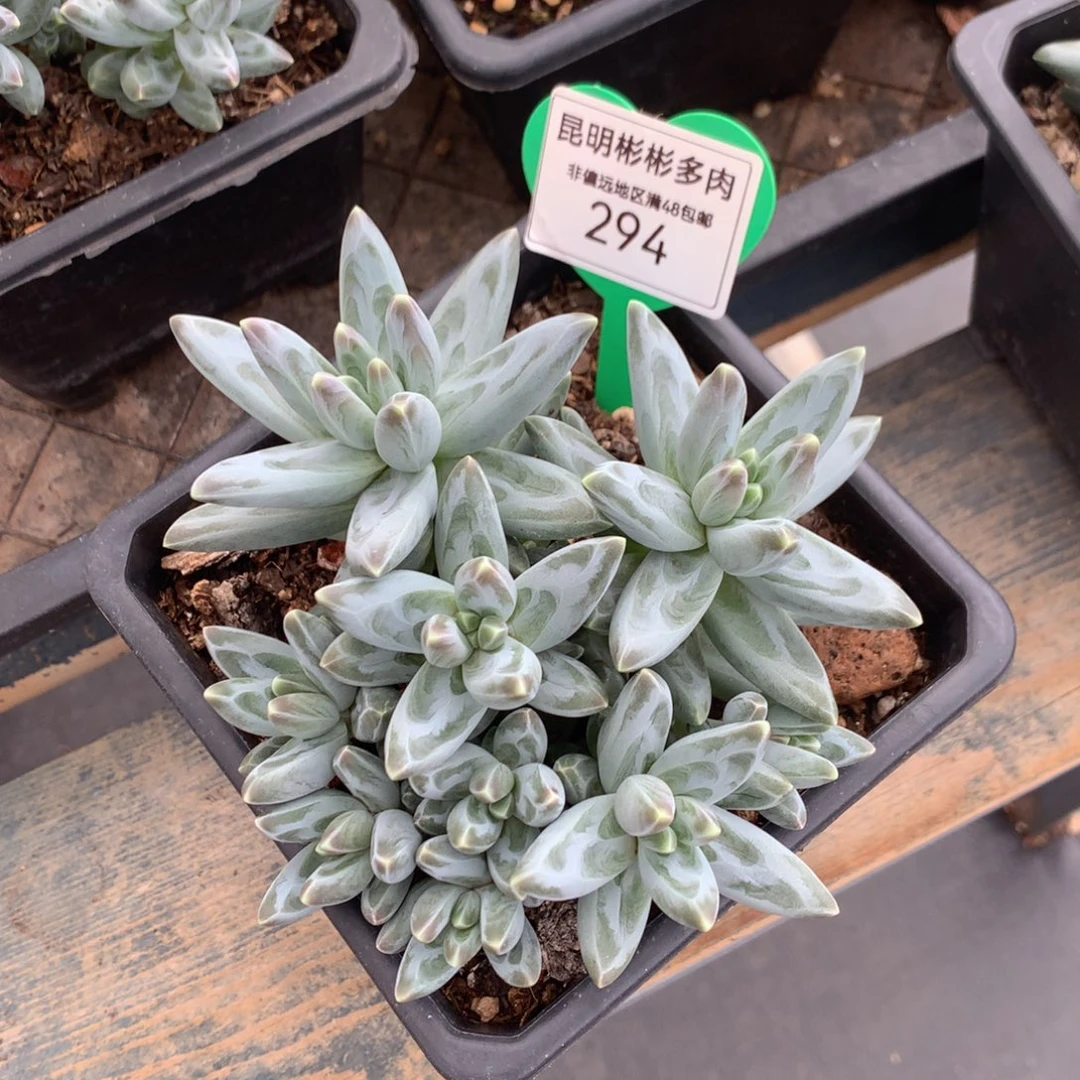 乌拉克拉无砍老桩294