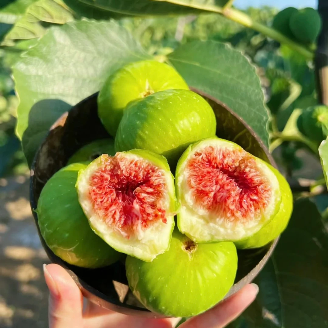 当天采摘新鲜无花果顺丰空运包邮