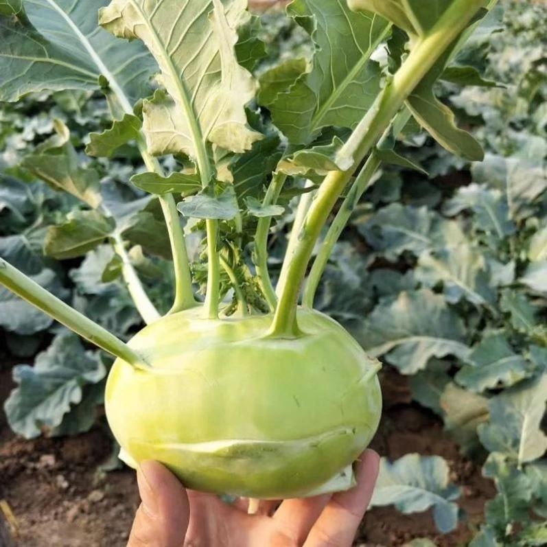 苤蓝苗秋季种植芥兰头玉头茄莲青苤蓝种籽疙瘩种苗育苗基地