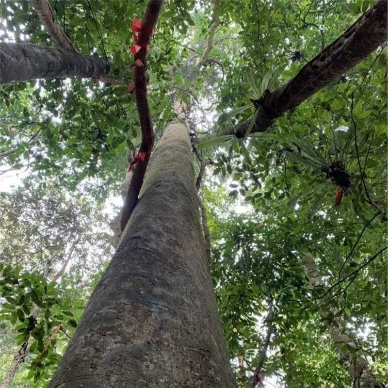 望天树 速生风景别墅庭院种植绿化树 西双版纳州景点