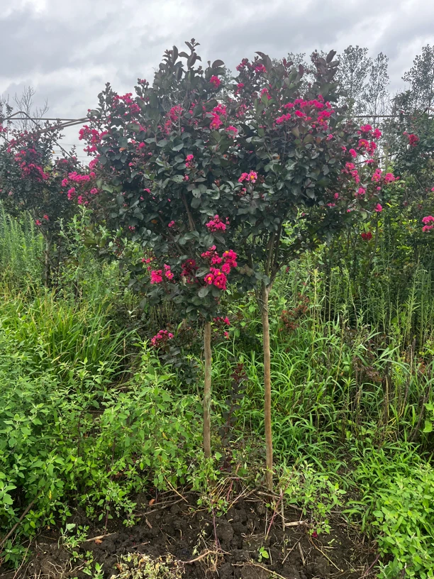 红花紫薇 天鹅绒紫薇 红火箭紫薇一物一拍