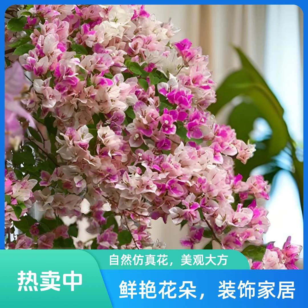 三角梅小盆栽5度以下勿拍1