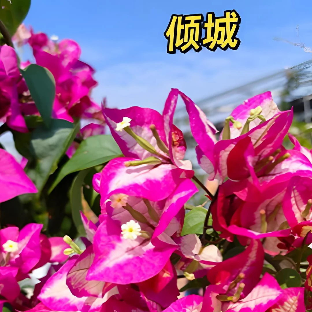 三角梅小盆栽一物一拍5（毛细根无售后5度以下勿拍）