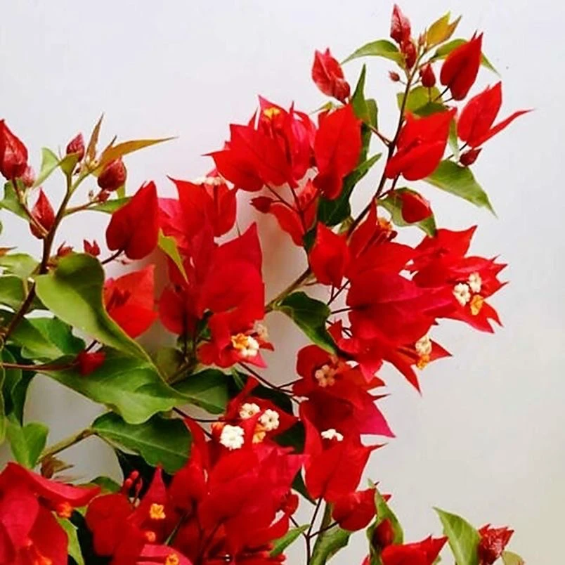 紫红桑巴掌上小盆栽