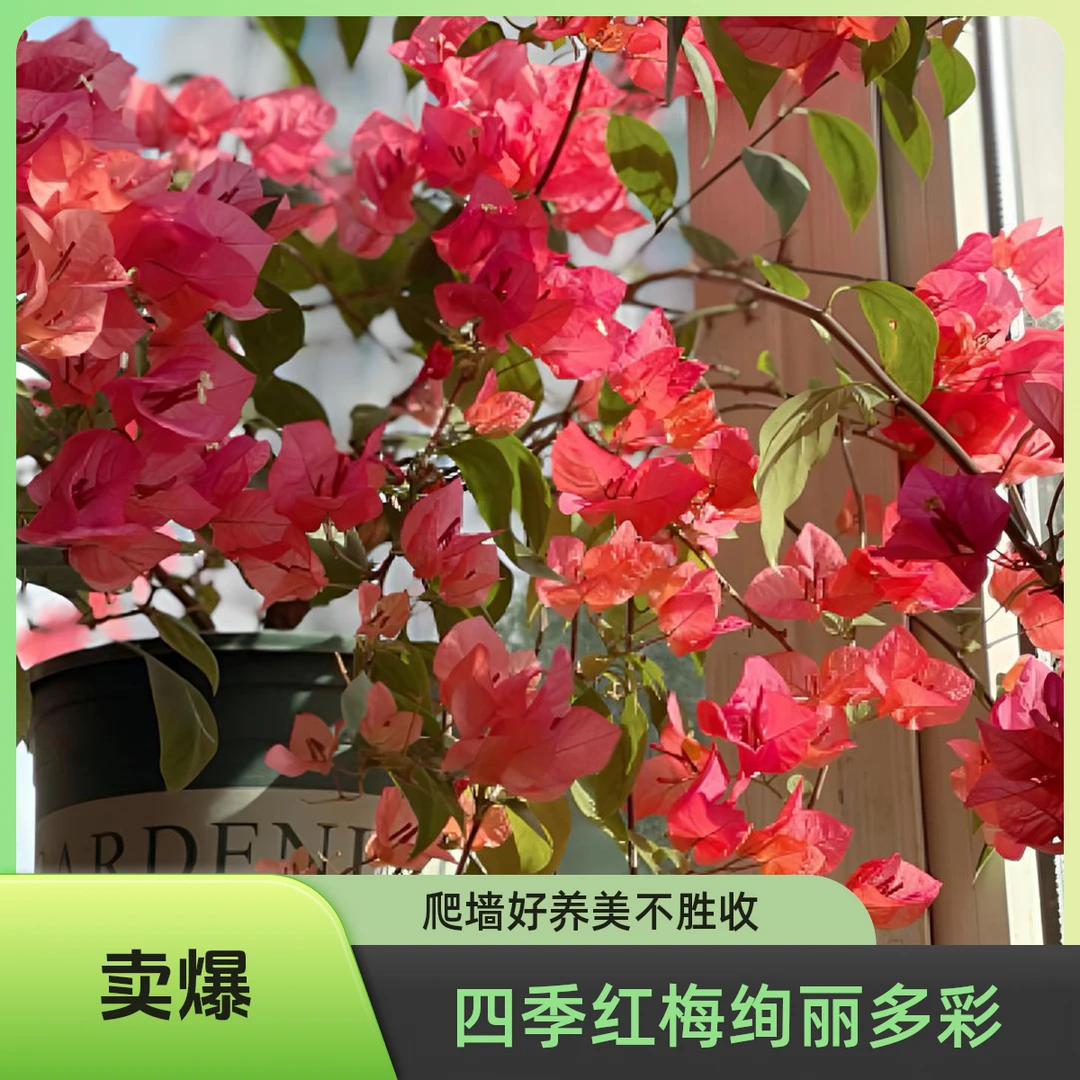 无品牌一物一拍三角梅1花卉（5度以下会冻死勿拍毛细根介意勿扰）