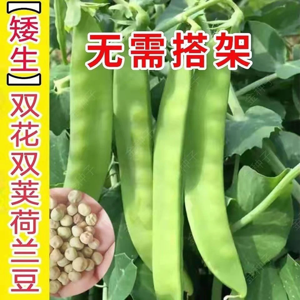 矮生荷兰豆种子双花双荚软荚菜豌豆春季秋季蔬菜种子农家蔬菜
