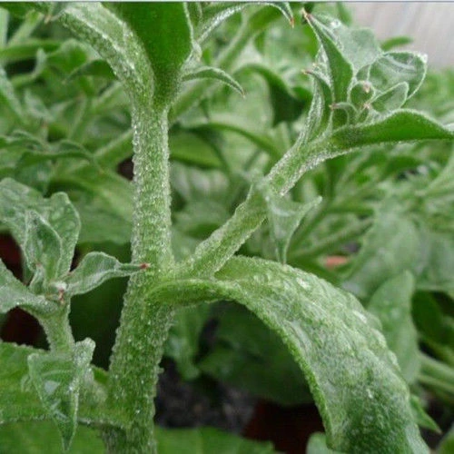 冰菜种子四季播种冰草农家蔬菜水晶菜新鲜盆栽菜种子耐寒耐旱