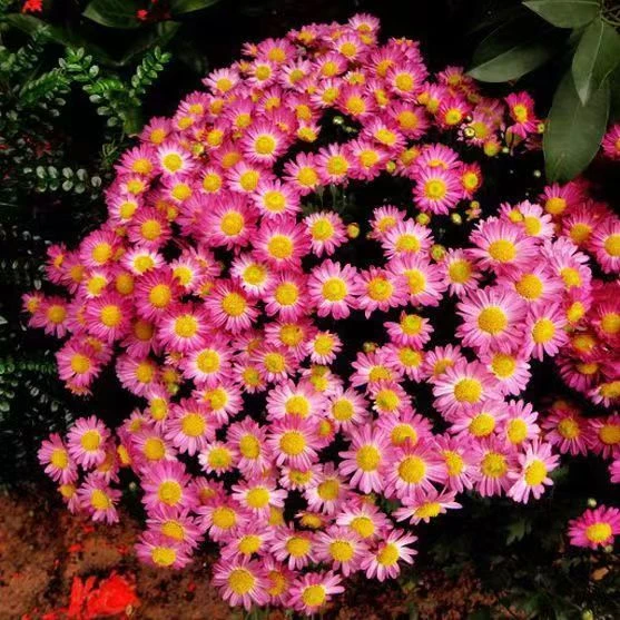 除虫菊种子驱蚊草驱虫菊花种籽四季活庭院阳台盆栽驱蚊虫花种子