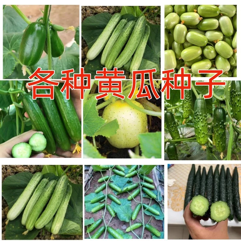 各种水果黄瓜种子大全旱黄瓜籽奶油无刺金童玉女压塌架满地爬黄瓜