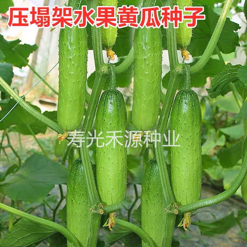 压塌架水果黄瓜种子 旱黄瓜种籽 白玉黄瓜 迷你黄瓜 青黄瓜脆嫩