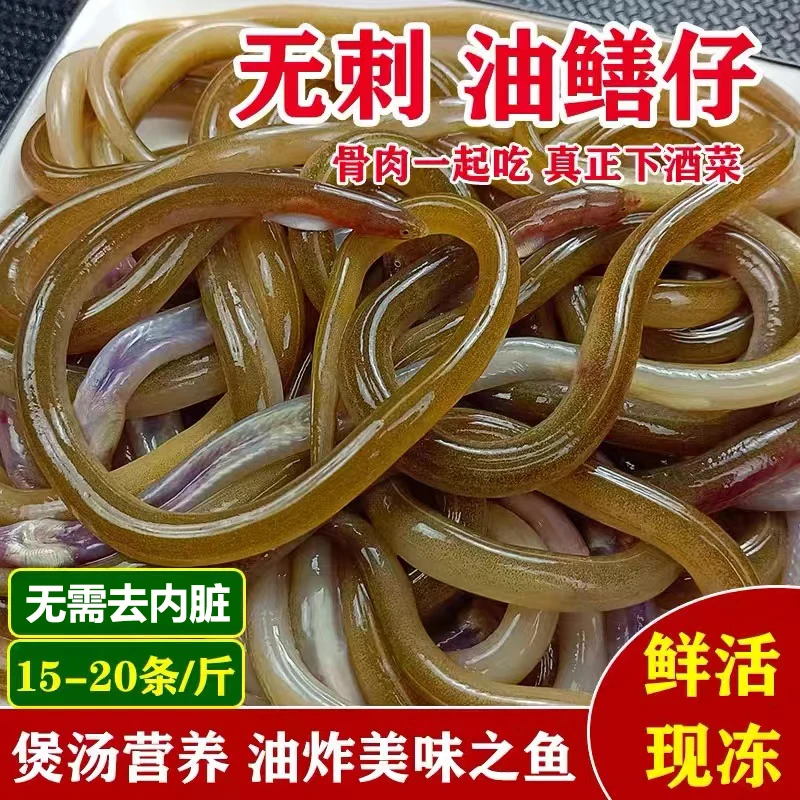 福建小海鳝鳝鱼软骨海鳝鱼老人小孩孕妇可食用鳗鱼仔油鳗仔