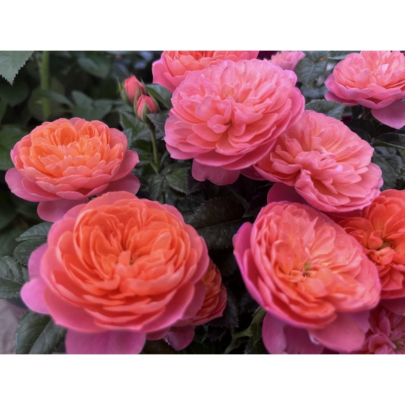 【彩虹果汁】180原盆原土带花苞发货