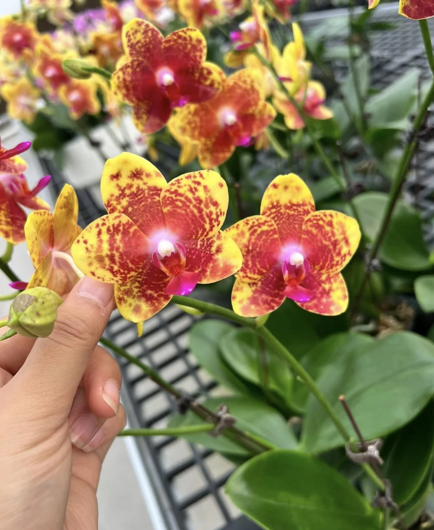 稀缺品种【香妃/火烧云】1.7寸杯宝宝苗不带剑，蜡质花花期超长