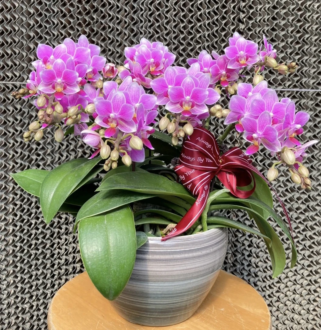 2个剑【香格里拉】2.8寸杯带花剑，丰花型品种，爆花机器，两单包邮
