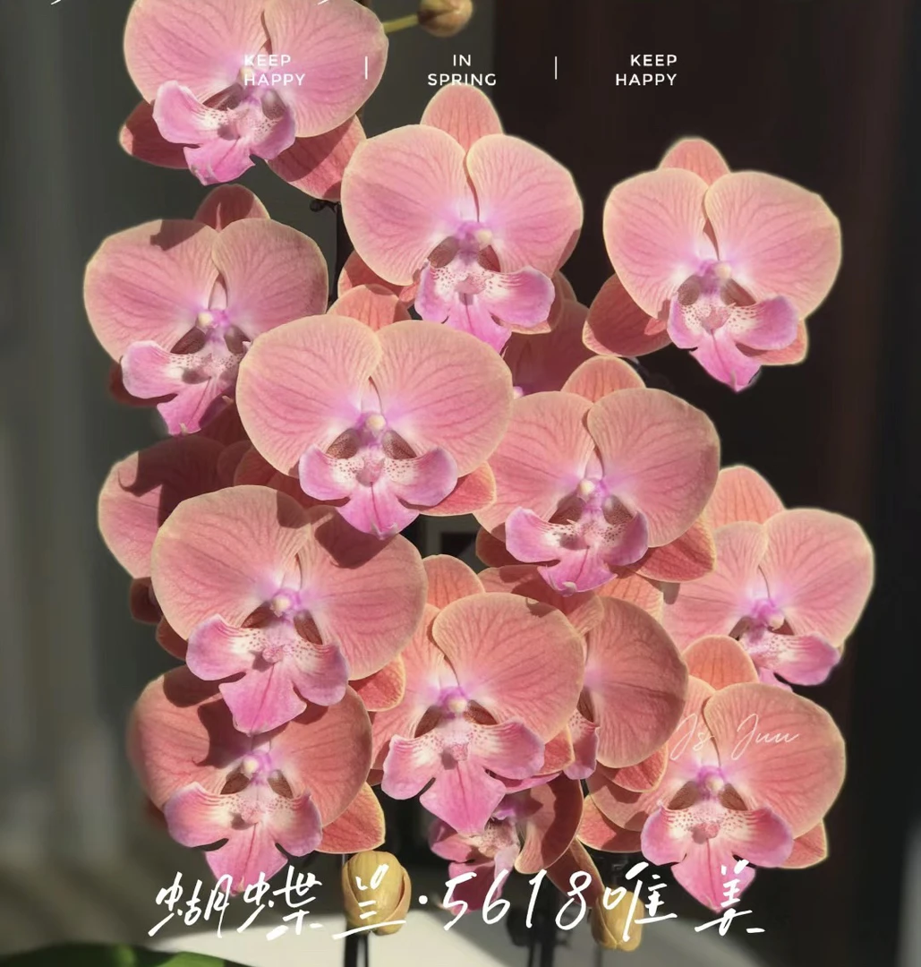 带剑【唯美5618】3.0寸加高杯，花量大，叶片瑕疵不售后
