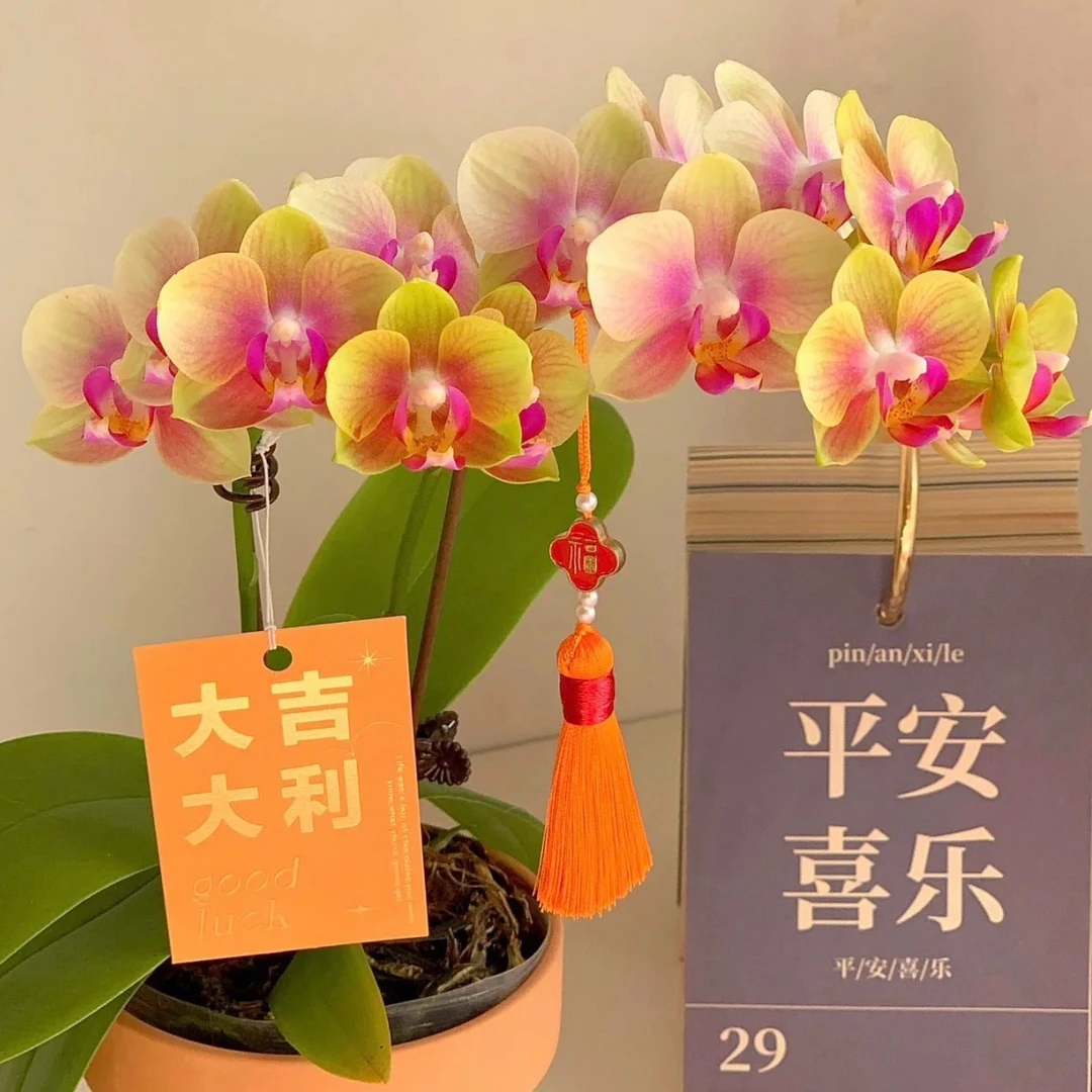 4个剑【小桔子】彩色蝴蝶兰爆花机器,累积满30元发货