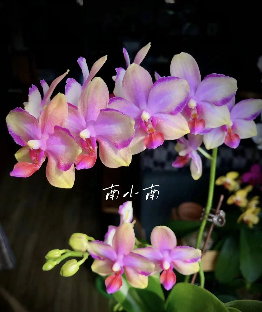 【韩国水晶】3.0寸杯(不带花剑)花型蝴蝶兰,叶片瑕疵