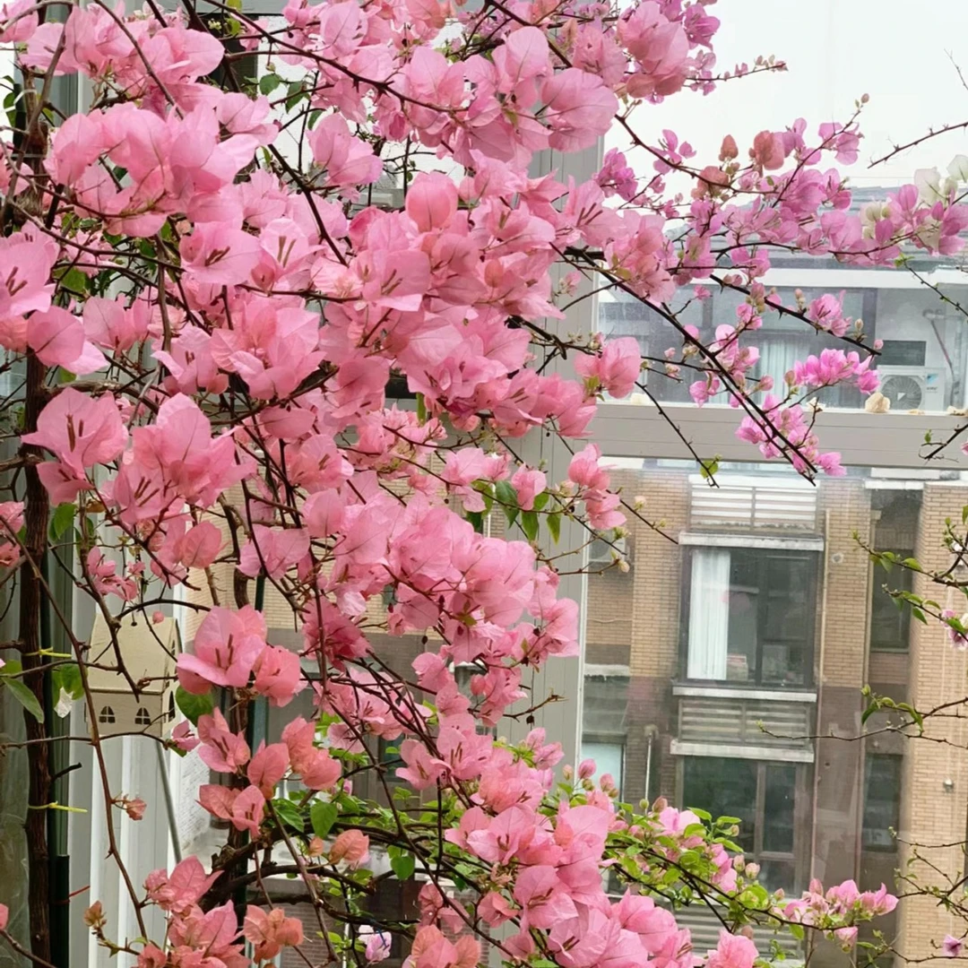 【橙粉公主】三角梅四季开花庭院阳台爬藤绿植不带花非一物一拍
