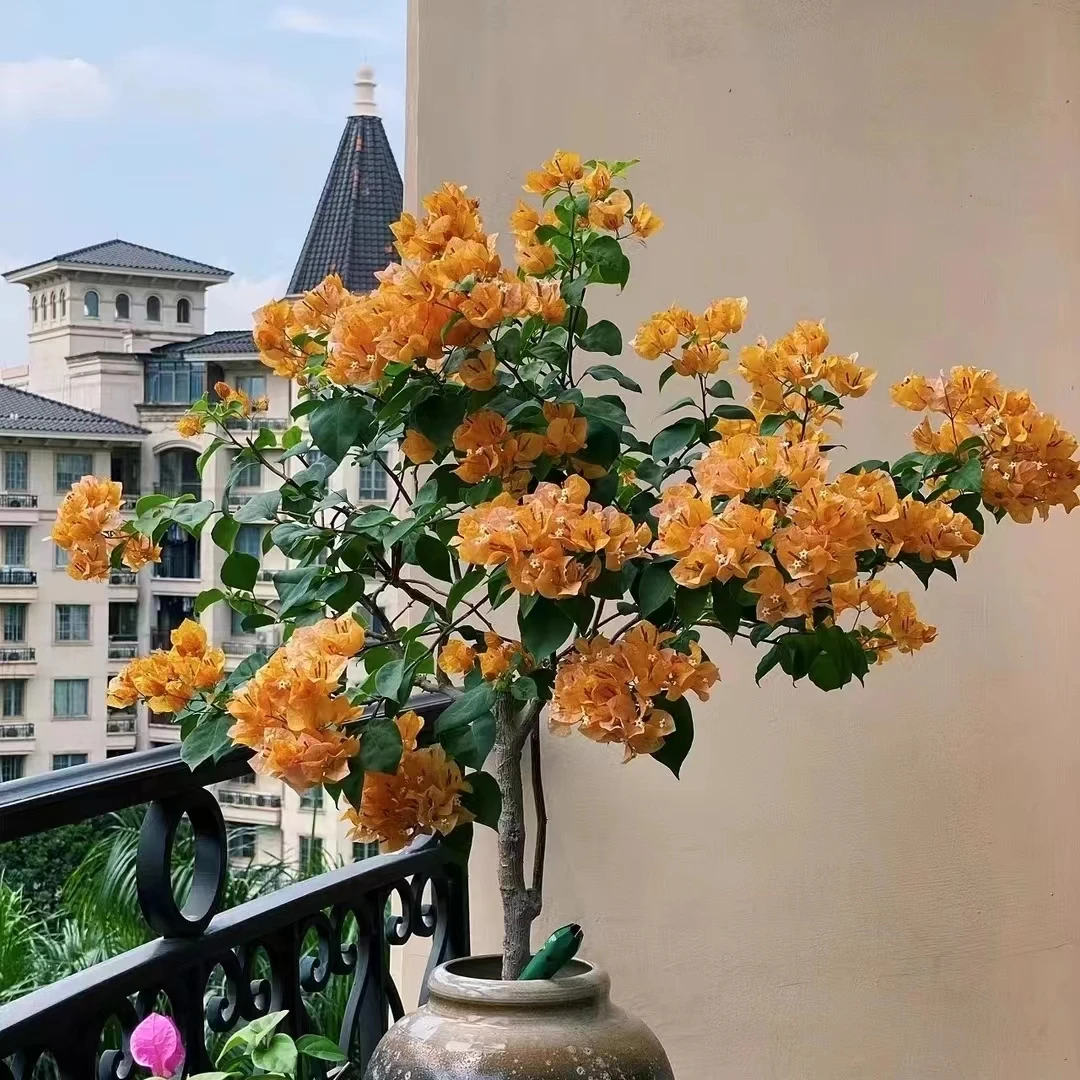 【加州黄金】三角梅z四季开花庭院阳台爬藤好养绿植不带花