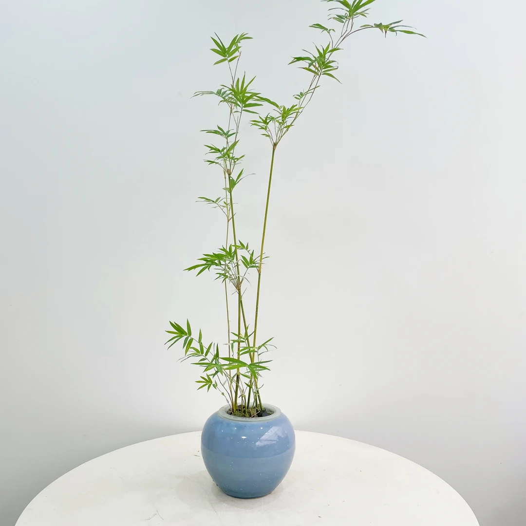 水榭花乡水培日本唐竹绿植室内观赏懒人好养简约家居木本植物