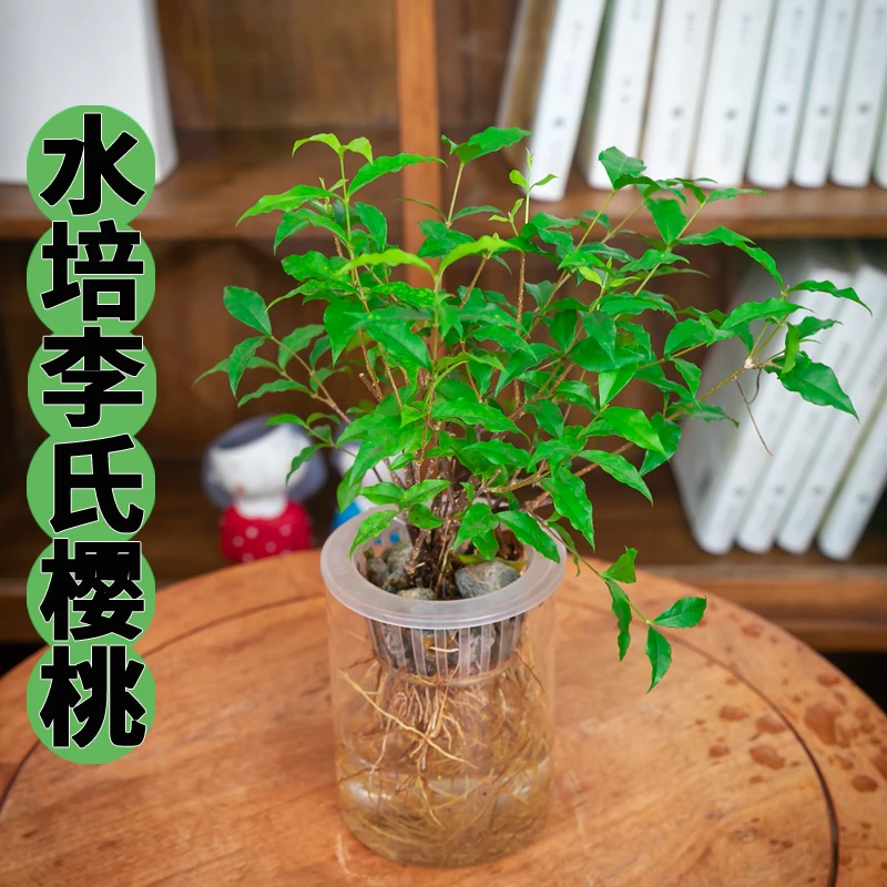 【水榭花乡】李氏樱桃可开花水培植物玻璃瓶阳台办公室书桌款绿植