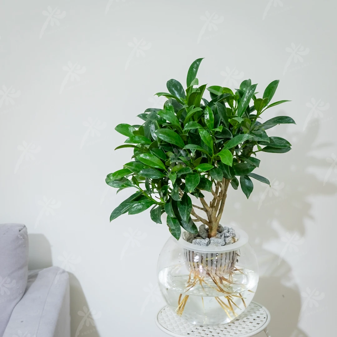 水榭花乡水培非洲茉莉室内养护观叶桌面开花绿植四季常绿懒人好养