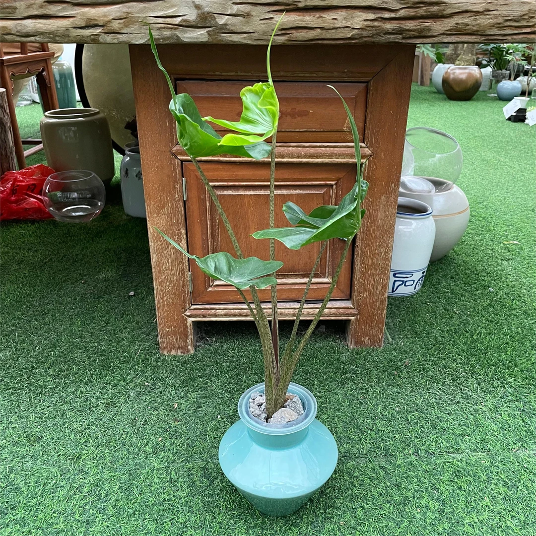 【水榭花乡】鲷鱼海芋植物盆栽玻璃瓶净化空气室内卧室摆放水培绿植