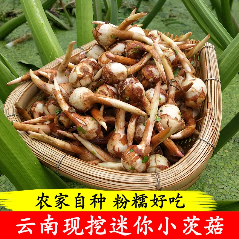 云南野地新鲜迷你小茨菇粉糯山慈姑农家白茨菰马蹄荸荠新鲜蔬菜