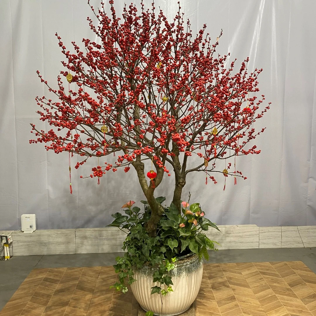 红果北美冬青树苗绿植大盆栽地栽带果发货冬季耐寒庭院年霄花卉