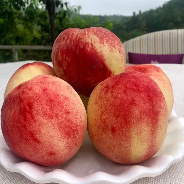 正宗四川龙泉驿脆蜜桃子  鲜甜应季果园直发