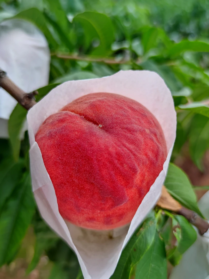 四川龙泉驿桃子巴适得很