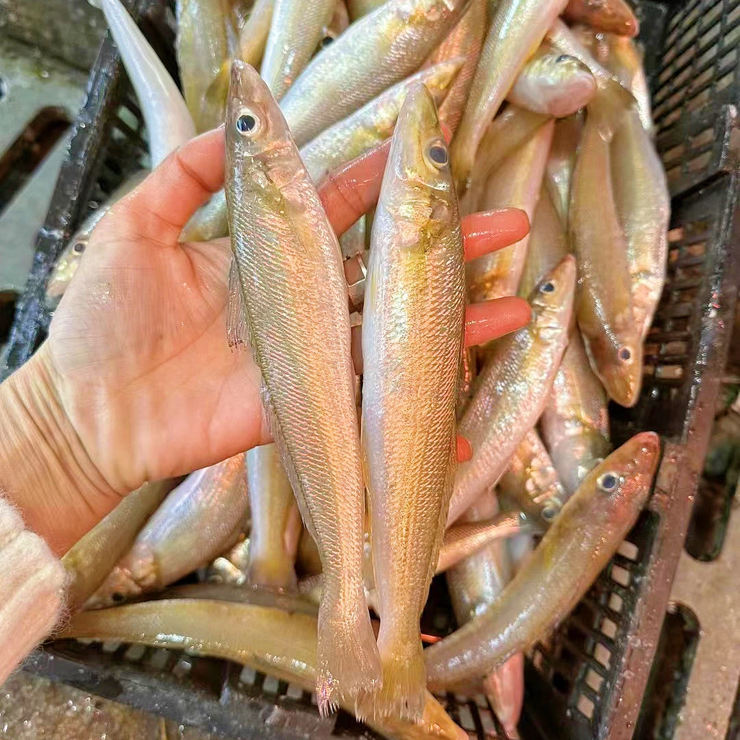广东惠来神泉本港沙尖鱼
