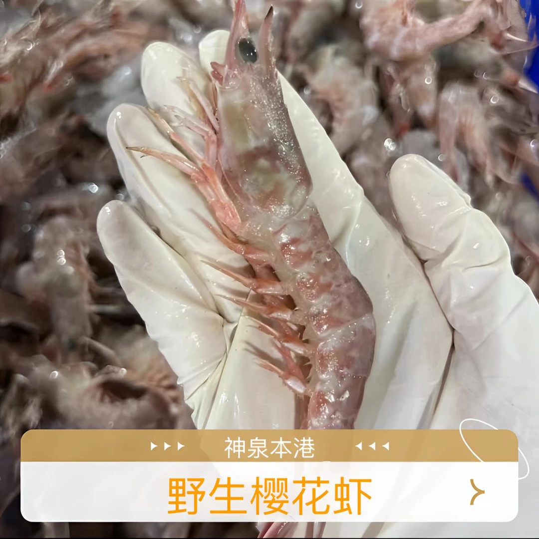 广东惠来神泉港船冻樱花虾