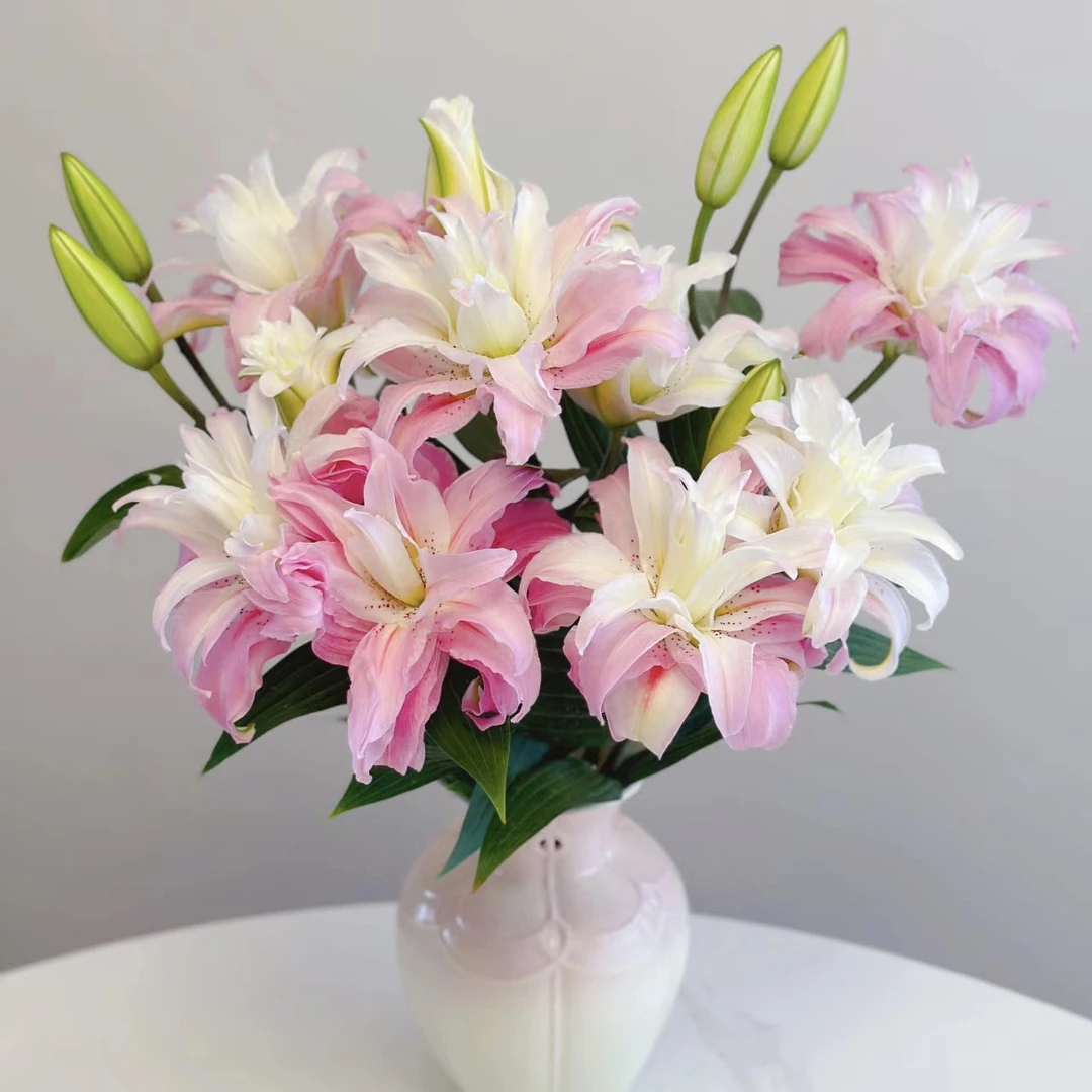 戴安娜1球（18/20）《重瓣香水百合》盆栽阳台庭院白色春季趣味盆栽耐