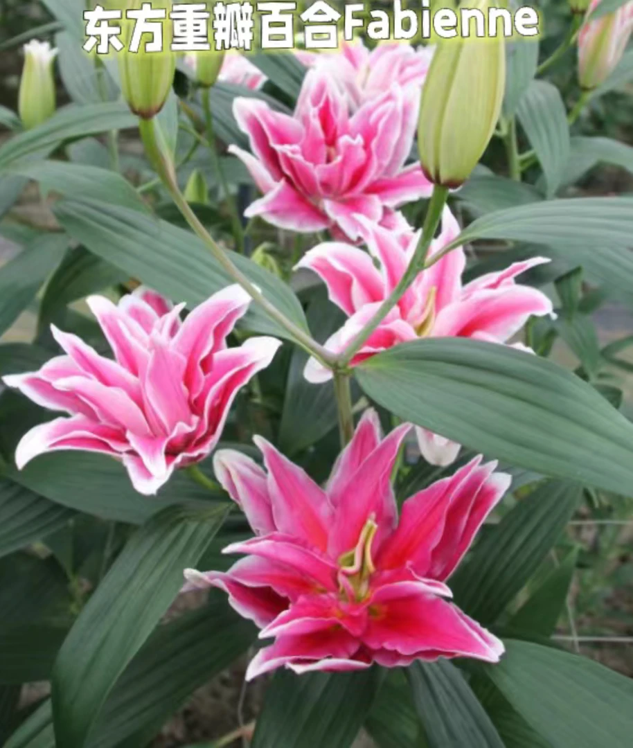 法比耶娜1球14/16《重瓣香水百合》种球花香阳台庭院粉色春季趣味