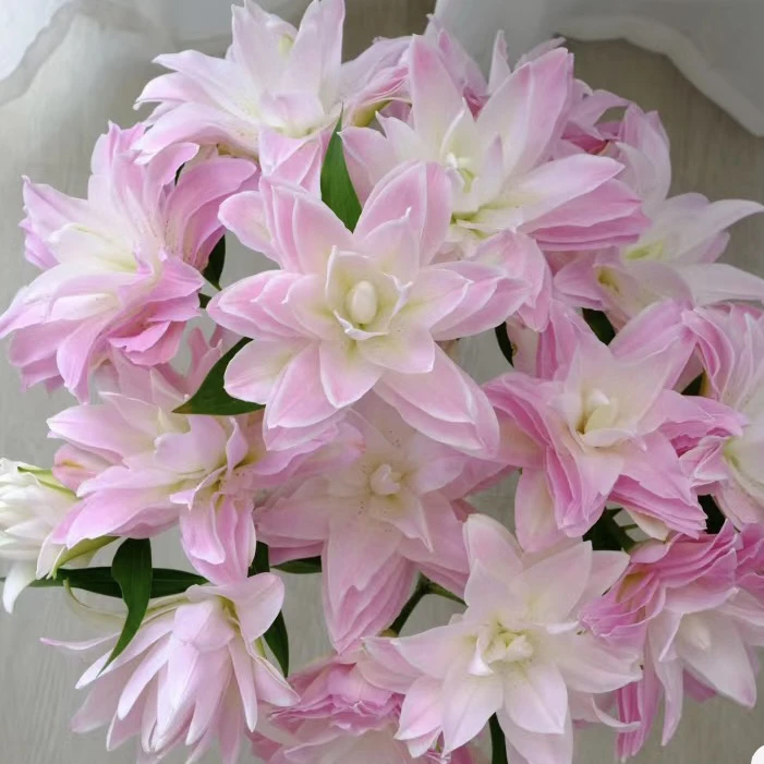 （莲花皇后）重瓣香水百合盆栽地栽庭院阳台