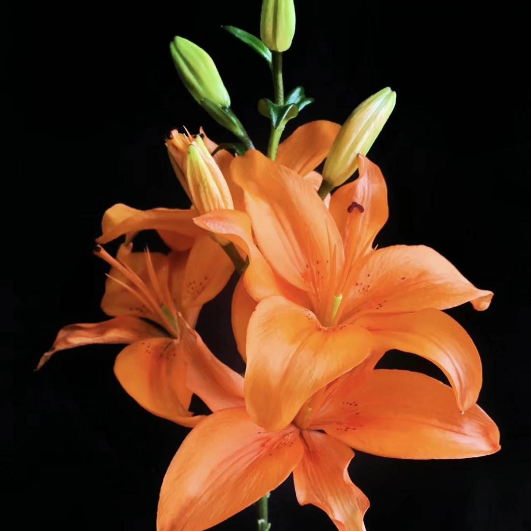 真诚1颗（16/18）单瓣无香百合链接