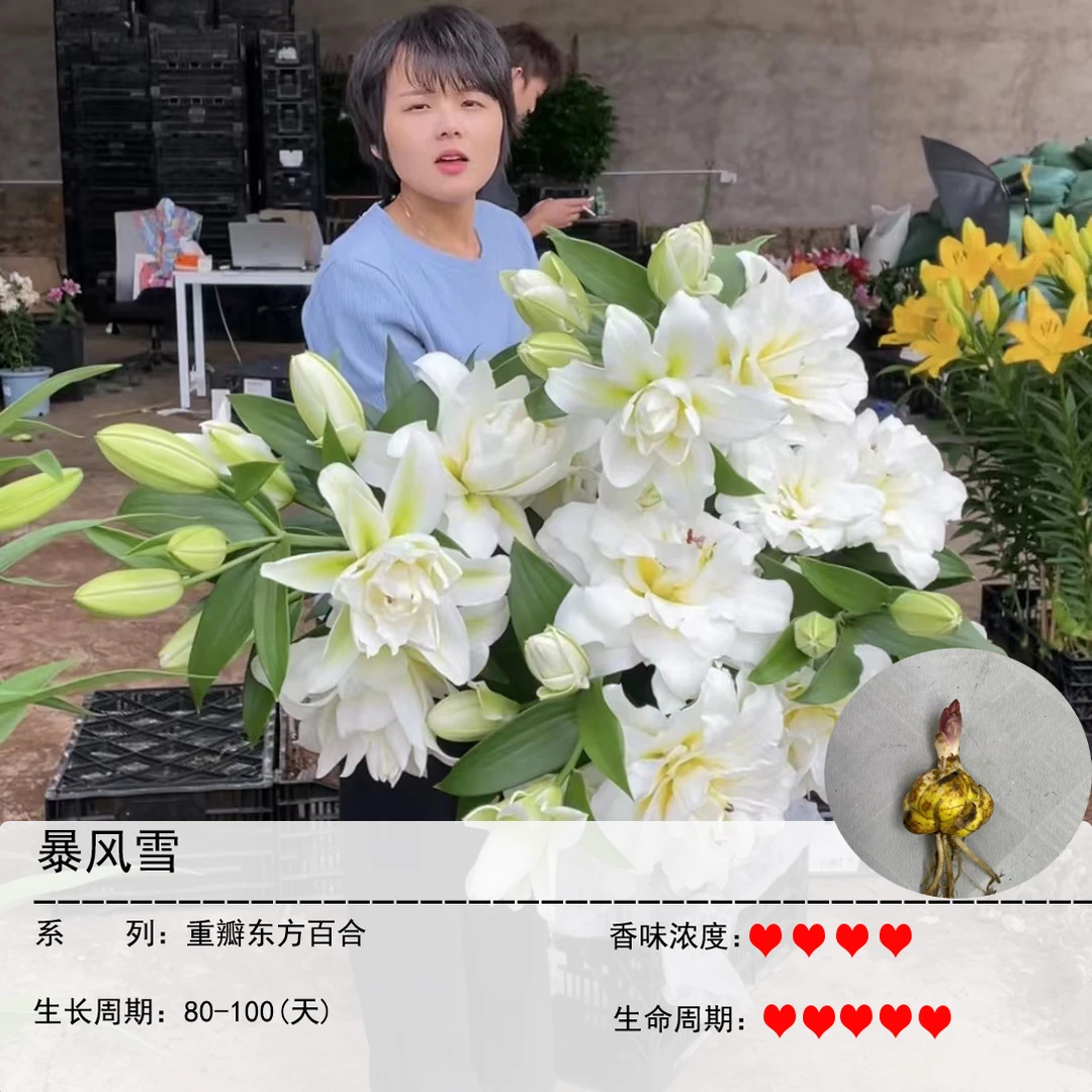 暴风雪1颗球白色（重瓣香水百合）冰雪玫瑰盆栽庭院阳台四季