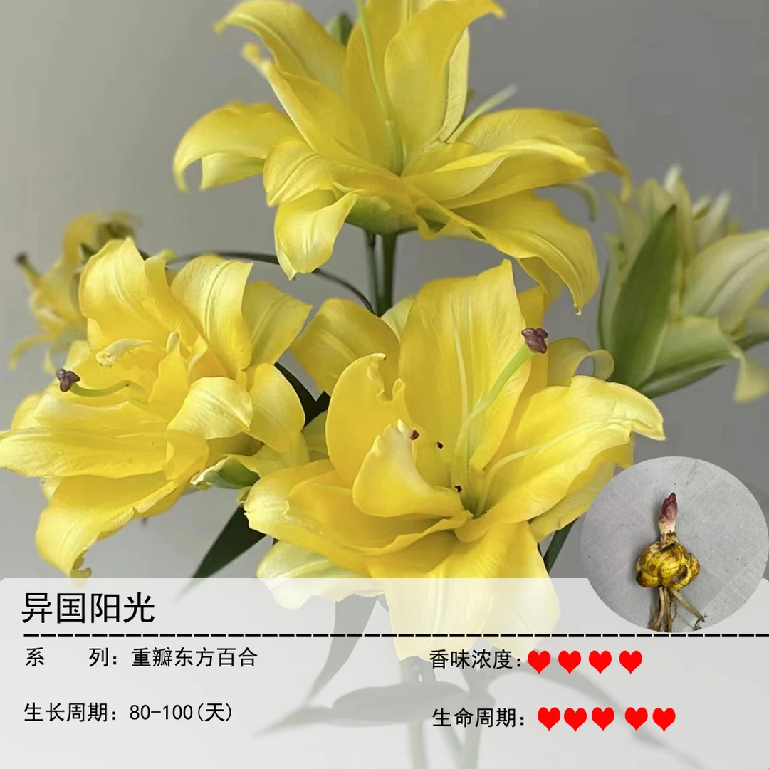 异国阳光1球(18/20)《重瓣浓香百合》阳台庭院香气春季趣味盆栽耐寒
