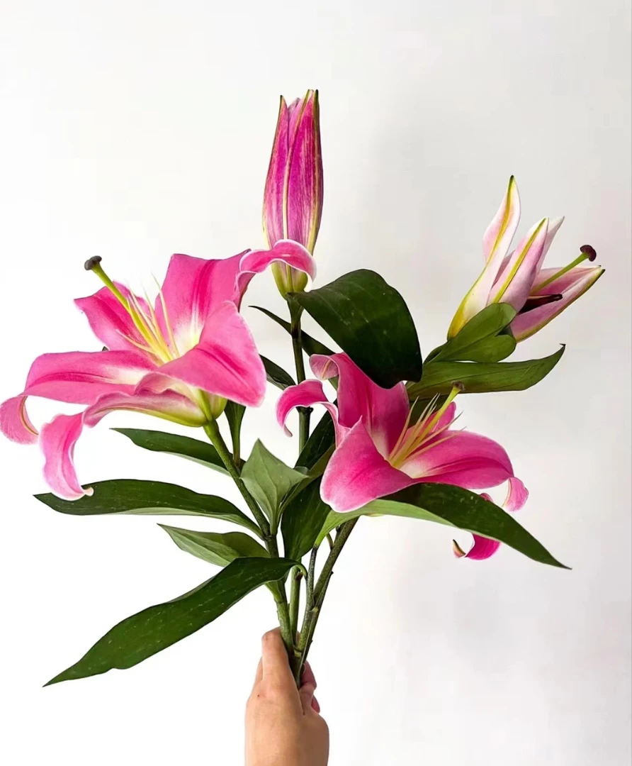 【普拉芬多】鲜花单瓣百浓香合花鲜花生活鲜花家庭插花质量