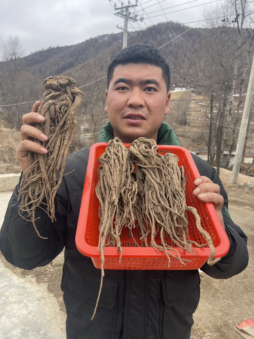 当归整颗甘肃岷县原产地直发，无硫无熏