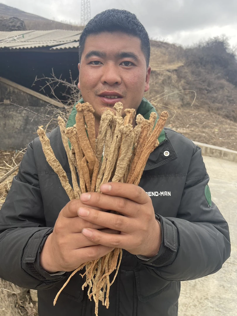 野党参甘肃岷县直发无硫无熏
