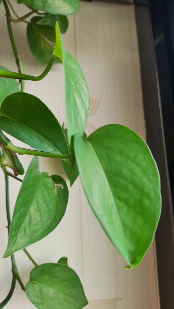 阿拉善 精品 原石 直播链接  满百包邮