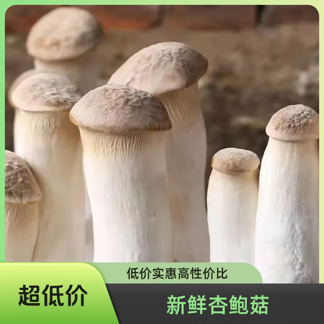 【送一斤】新鲜杏鲍菇火锅炒菜食材煲汤烧烤食用菌菇火锅食材